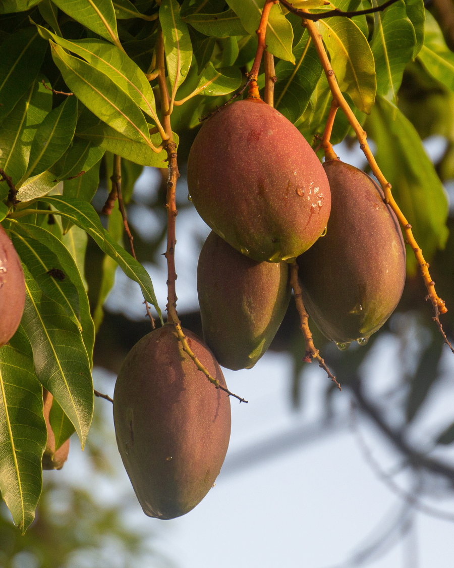 হিমসাগর