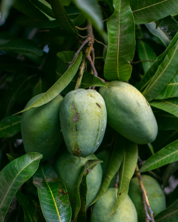 মোহনভোগ