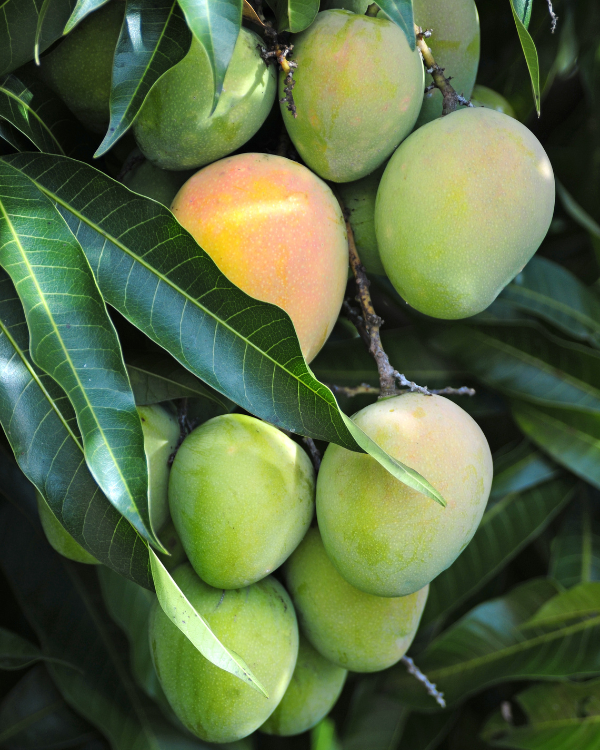 সিন্ধুরি