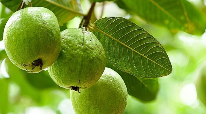 পেয়ারা
